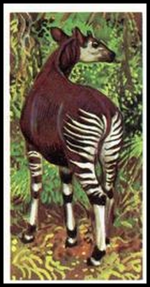 33 Okapi